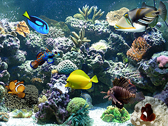 An Introduction To Saltwater Aquariums TC Pet Stop